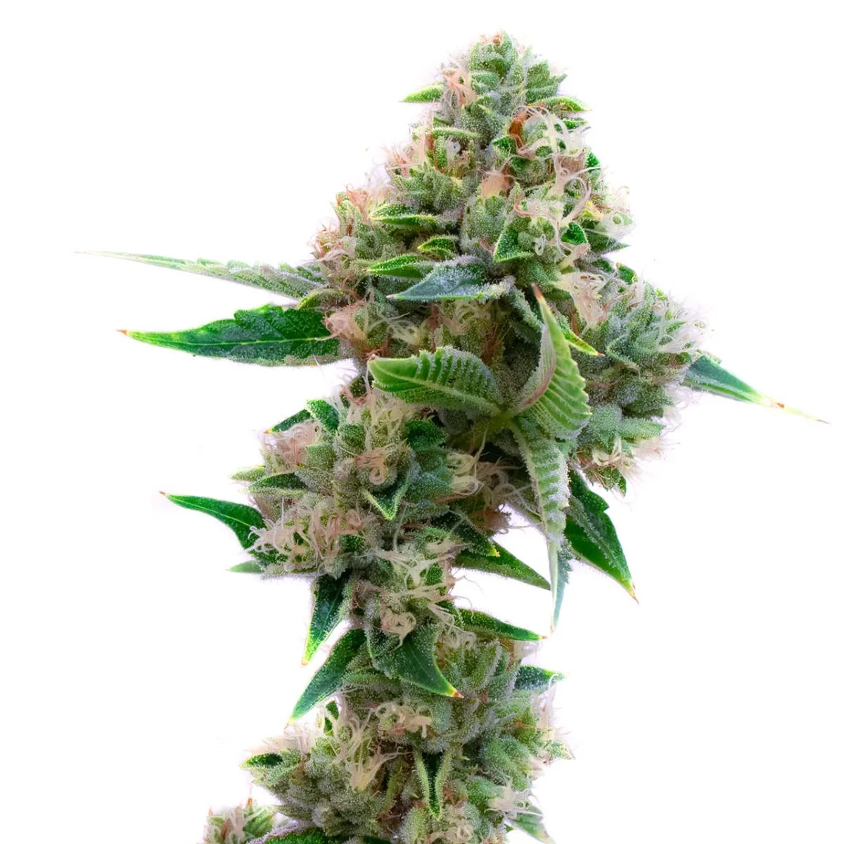 Fruity Pebbles